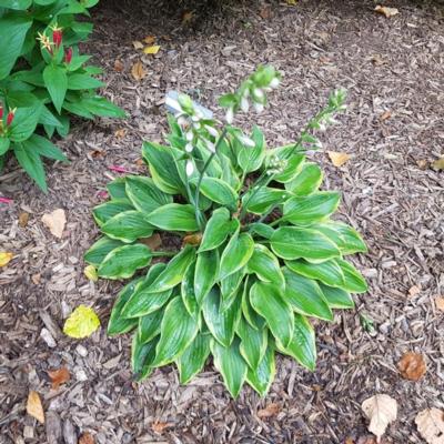 Hosta 'Tango'